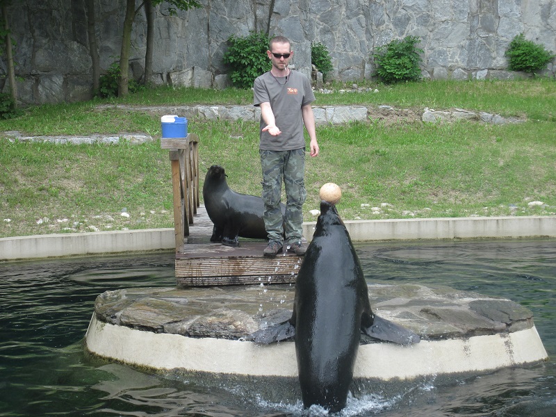 Brown fur seal (Arctocephalus pusillus)