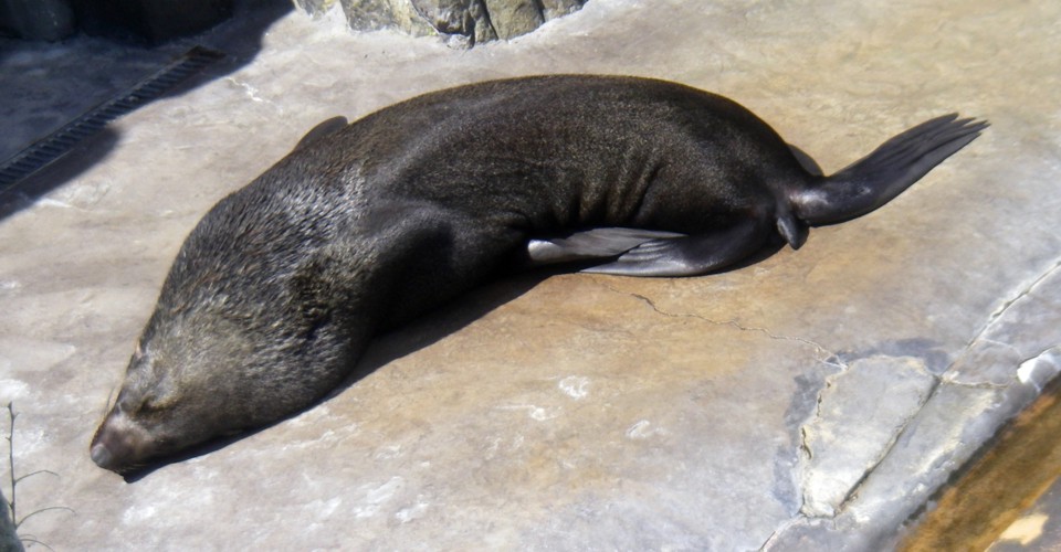 Brown Fur Seal (Arctocephalus pusillus)