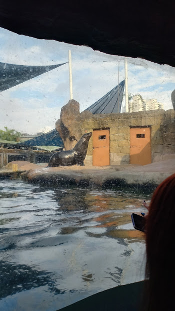 Brown fur seal - São Paulo aquarium