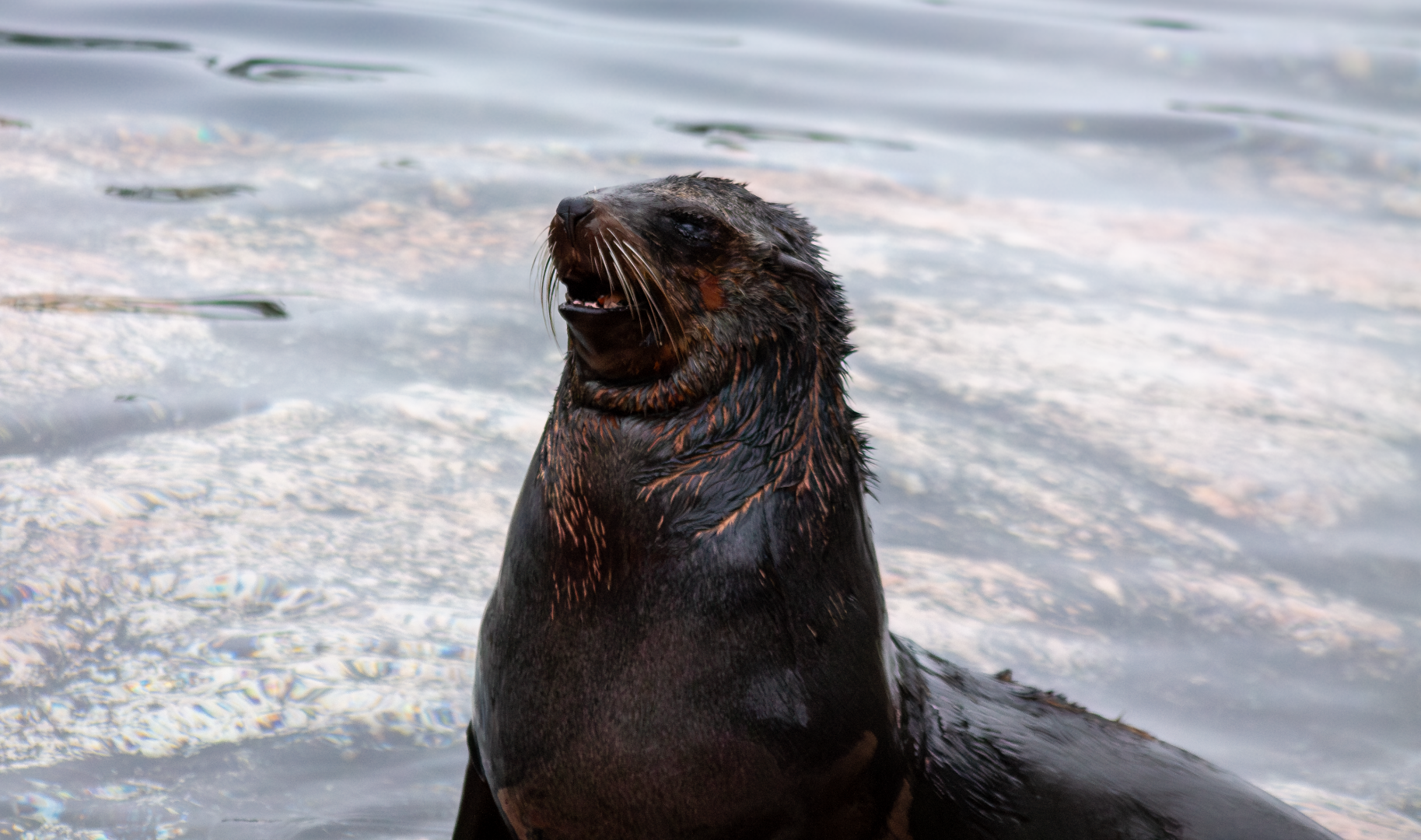 Brown fur seal