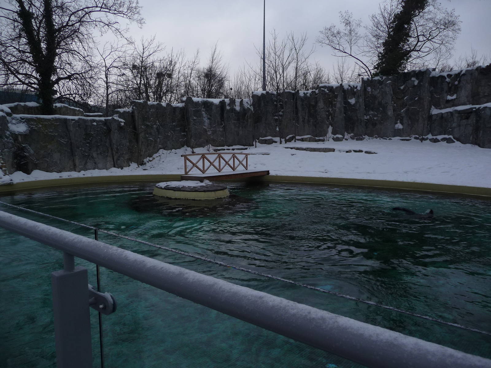 Brown Fur Seals pool