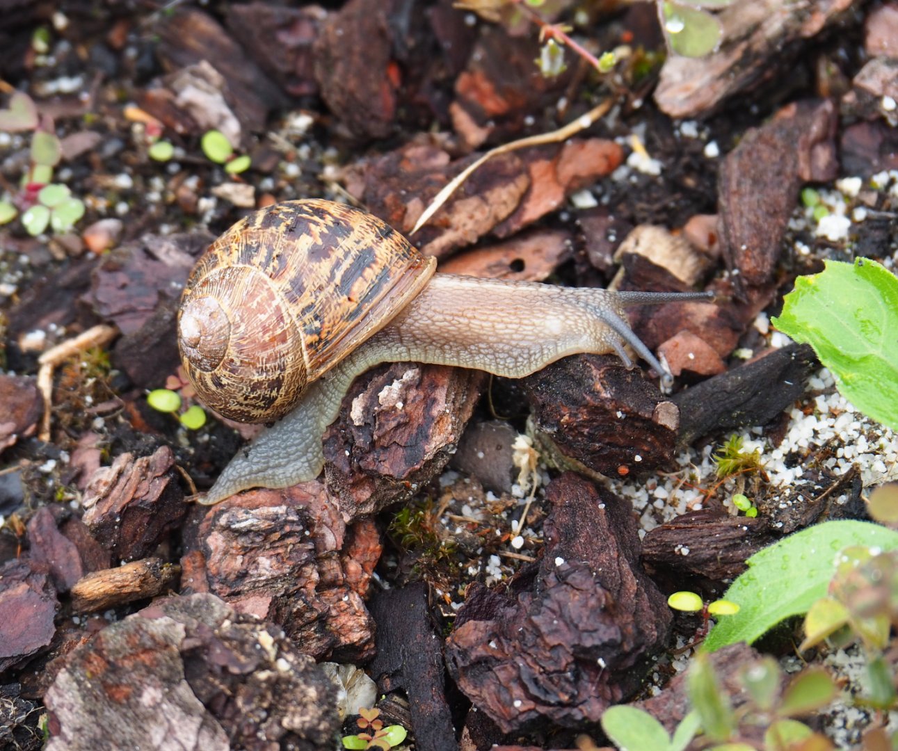 Brown garden snail (Cornu aspersum), 2020-07-14