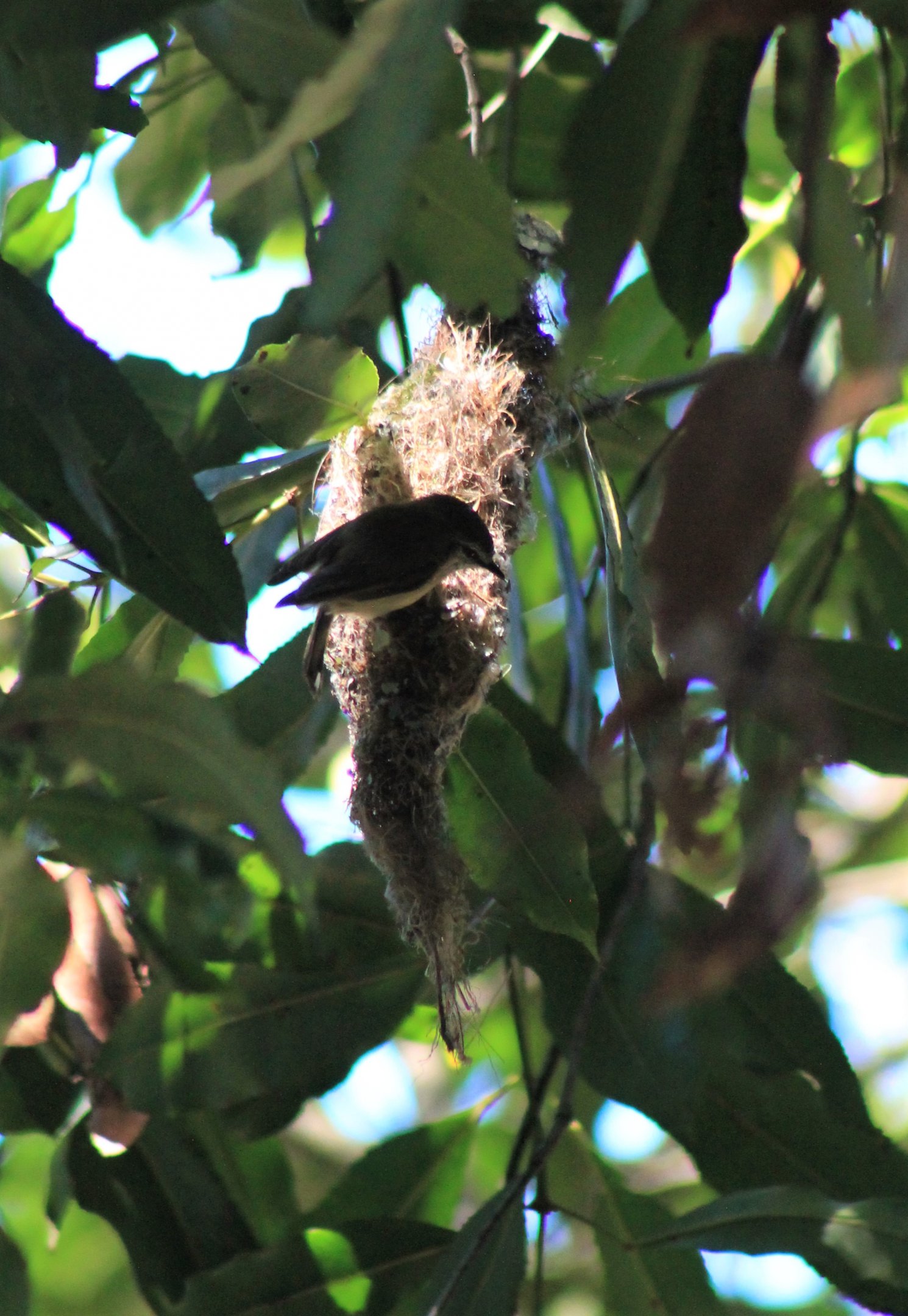 Brown Gerygone (Gerygone mouki) at the nest