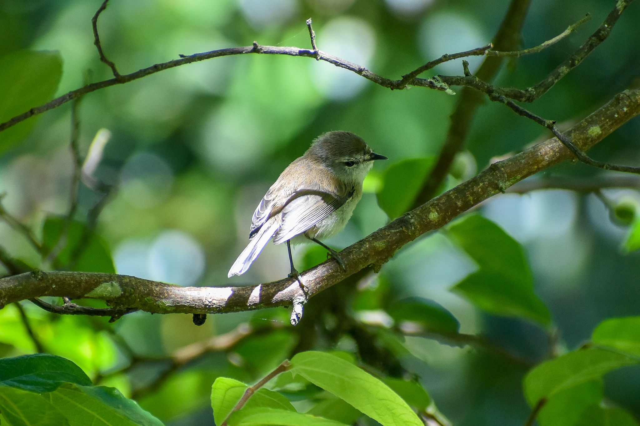 Brown Gerygone (Gerygone mouki)