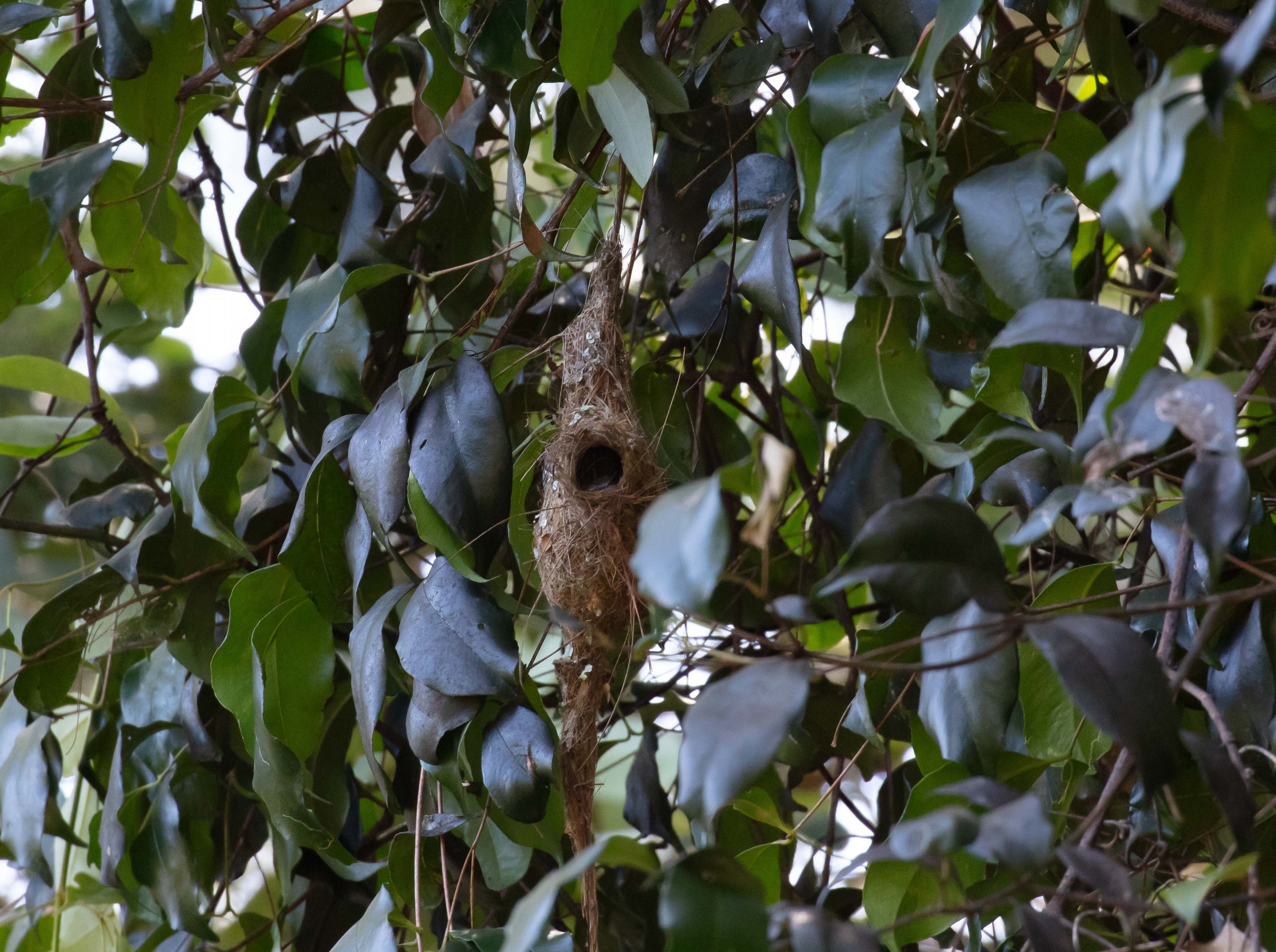 Brown Gerygone in nest