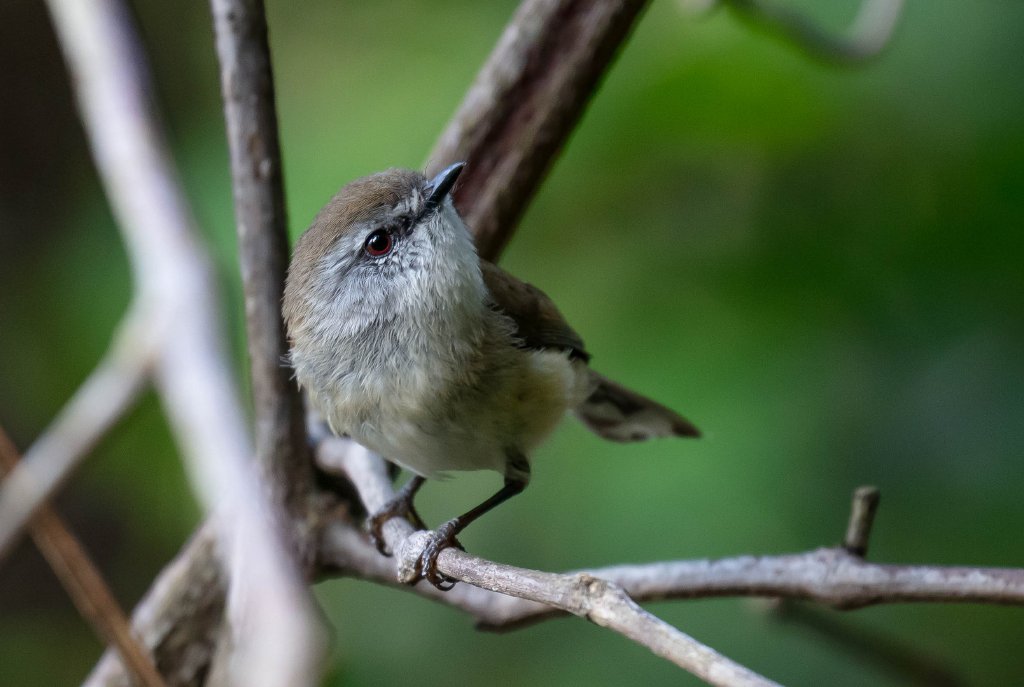 Brown Gerygone
