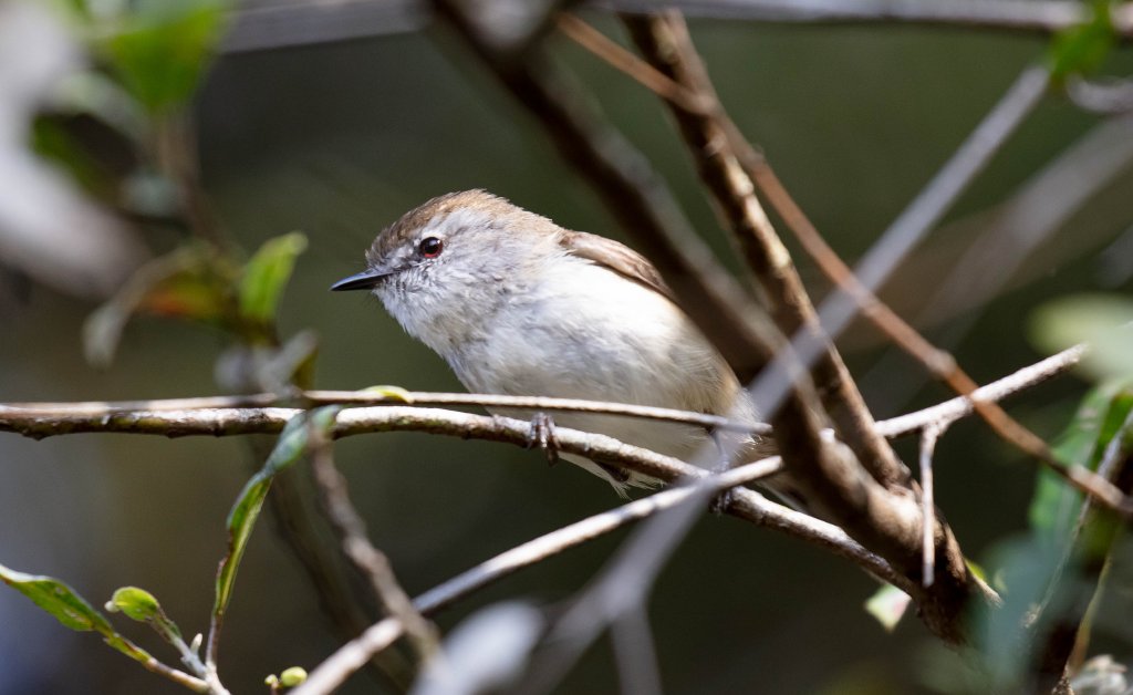 Brown Gerygone
