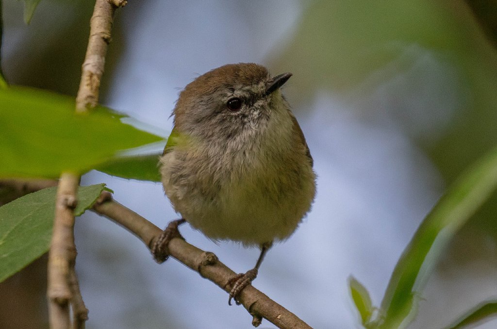 Brown Gerygone
