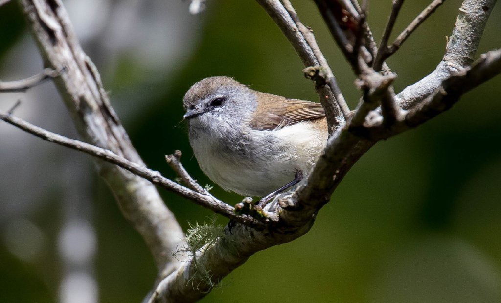 Brown Gerygone