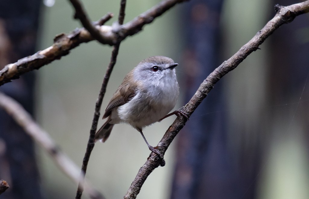Brown Gerygone