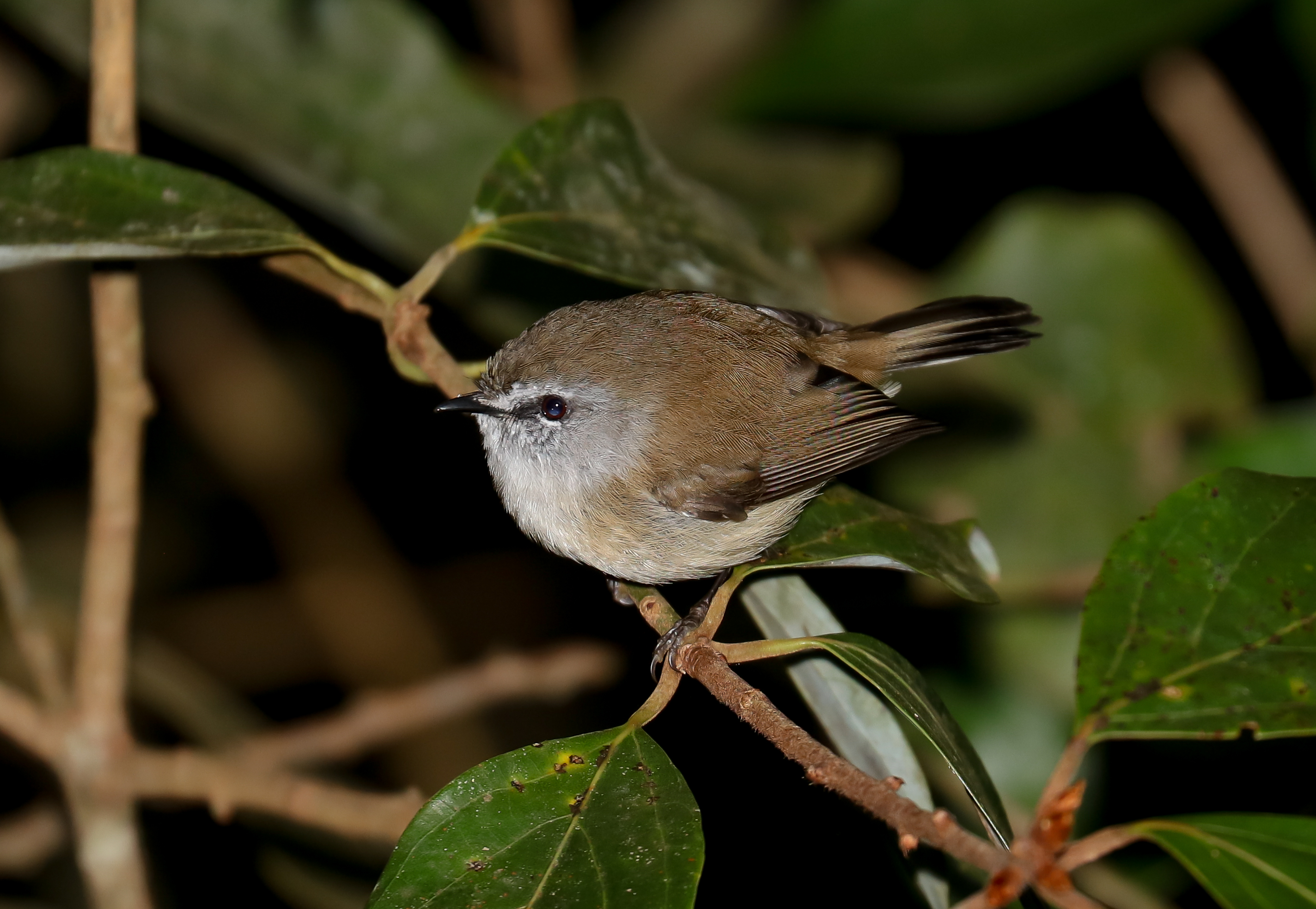Brown Gerygone