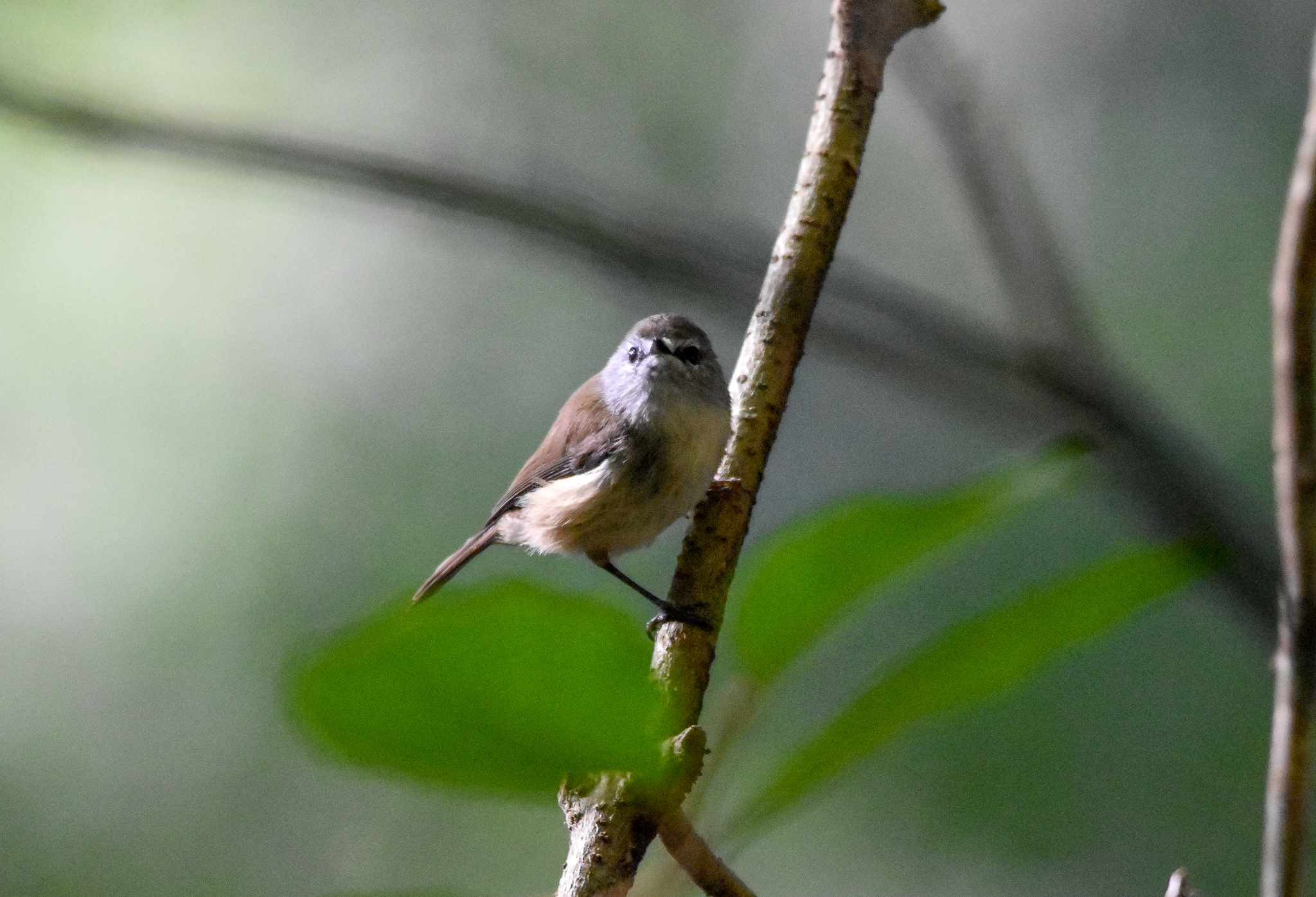 Brown Gerygone