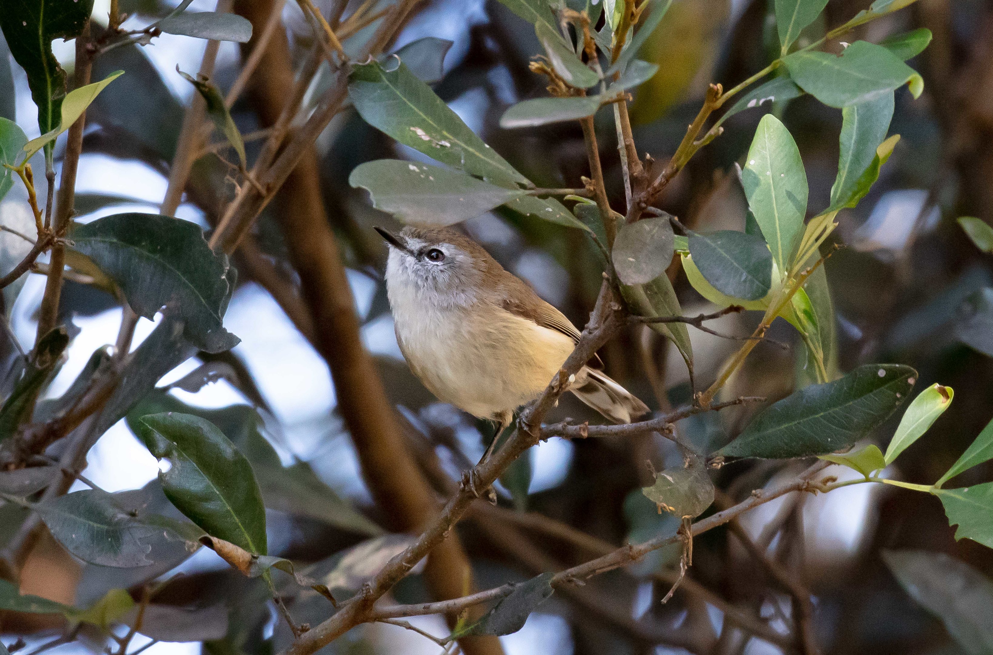 Brown Gerygone