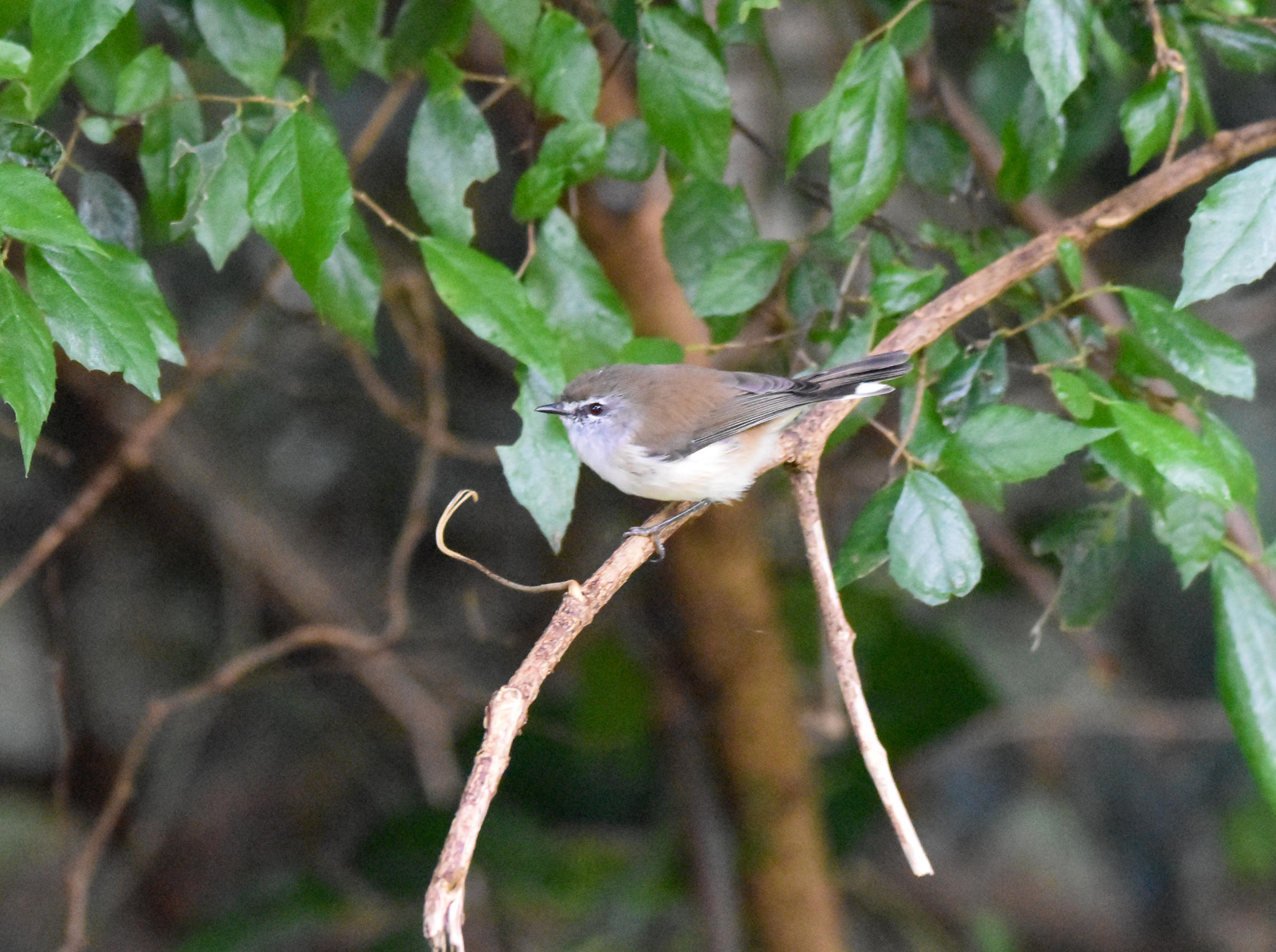 Brown Gerygone