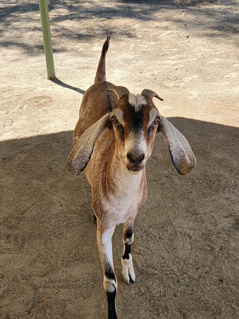 Brown goat