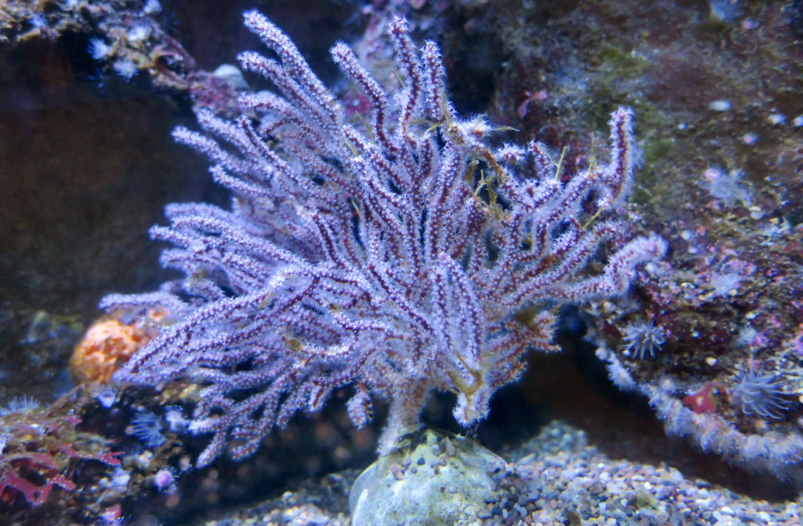 Brown Gorgonian (Muricea fruticosa)