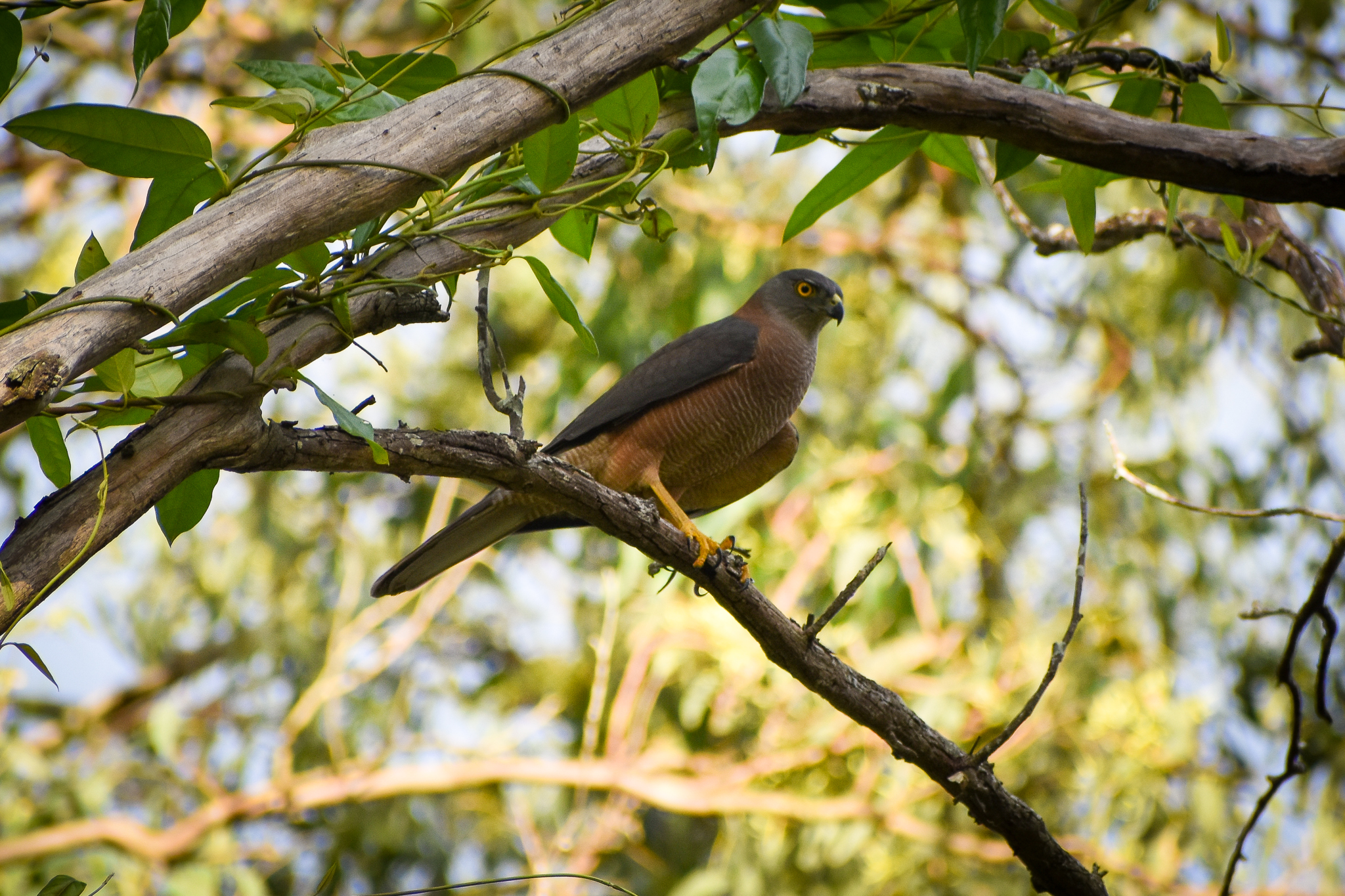 Brown Goshawk (Accipiter fasciatus)