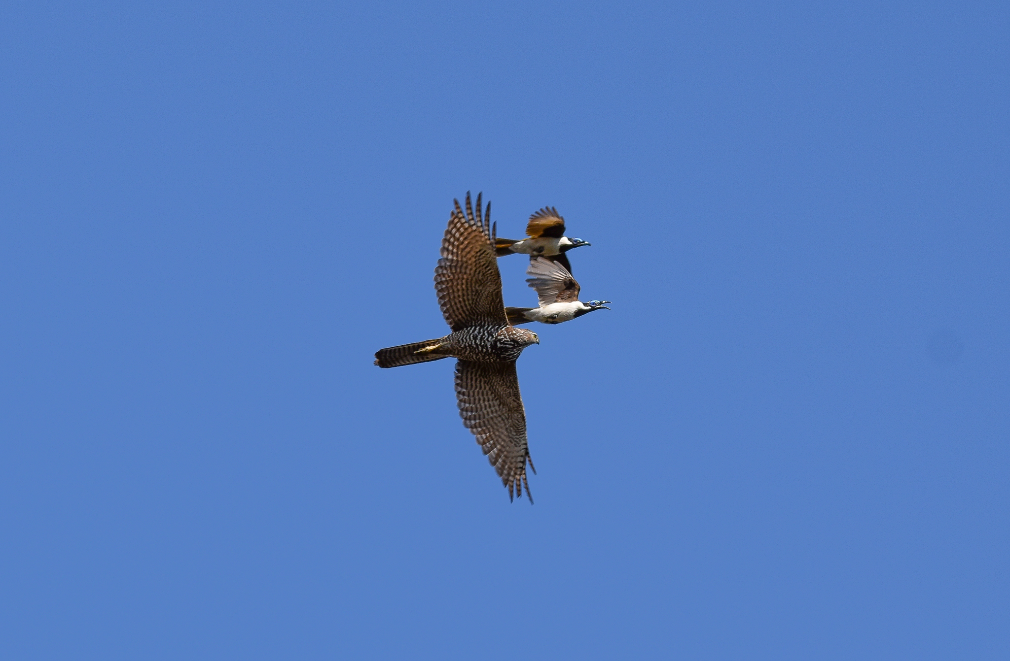 Brown Goshawk being chased by Blue-faced Honeyeaters
