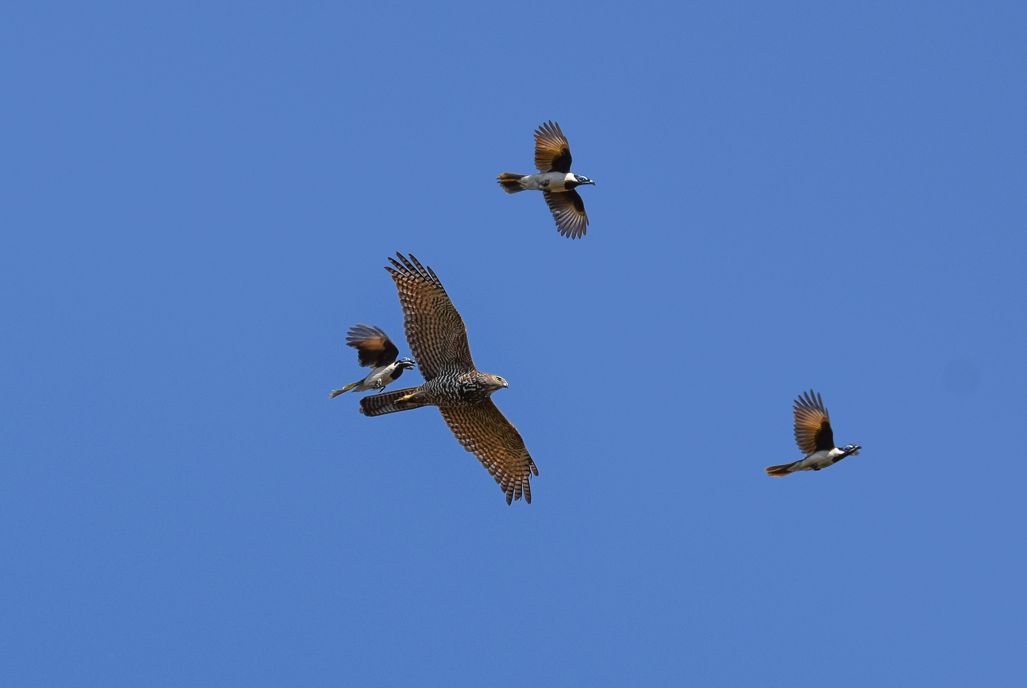 Brown Goshawk being chased by Blue-faced Honeyeaters