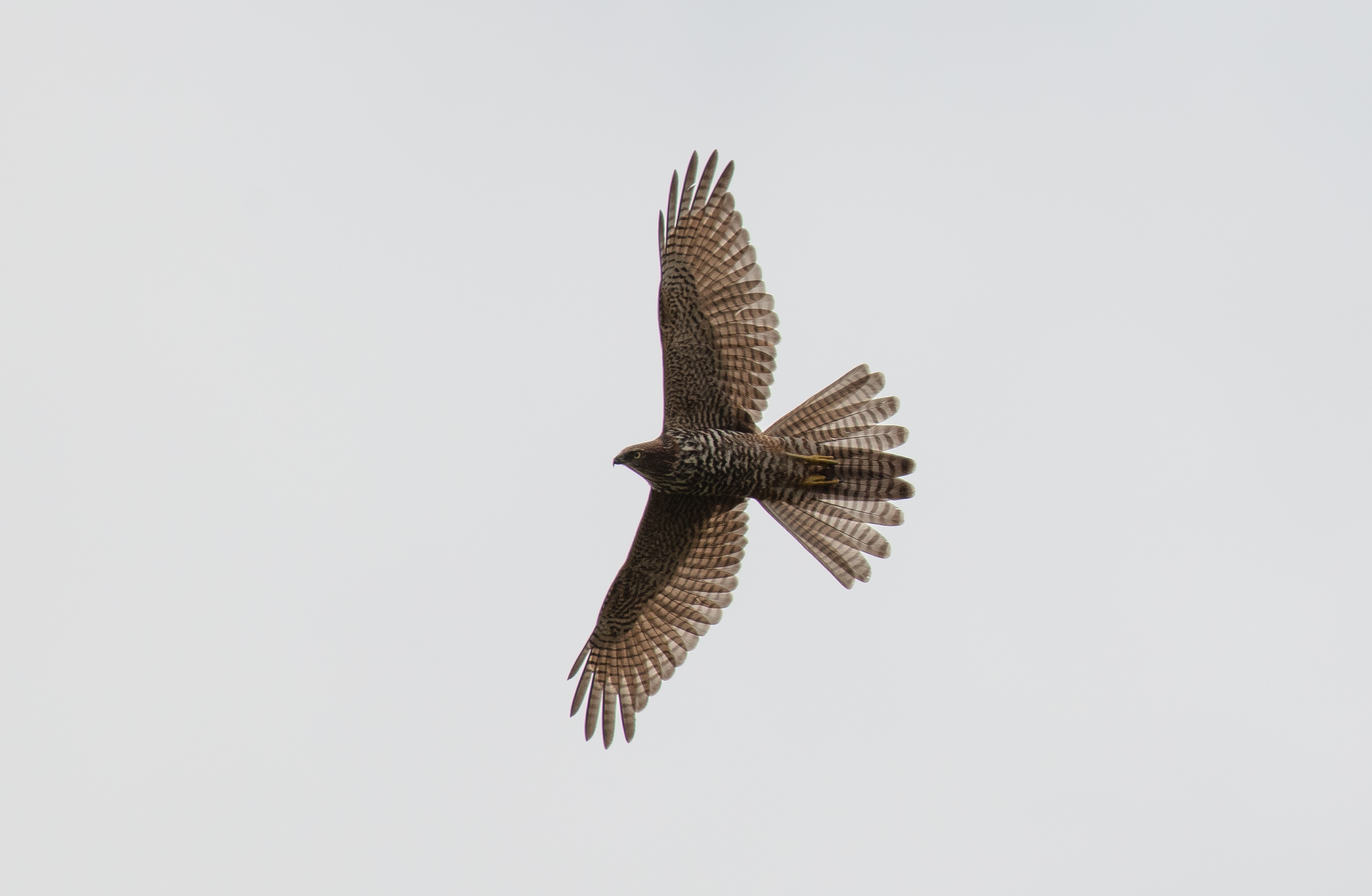 Brown Goshawk
