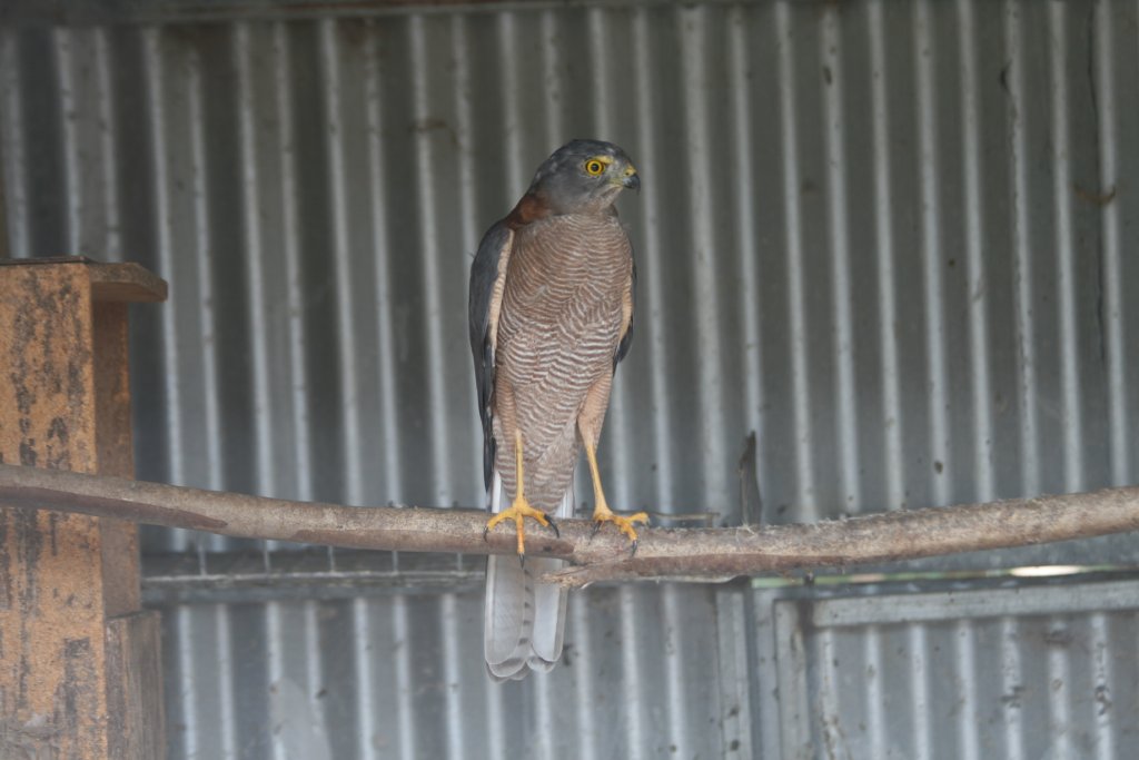 Brown Goshawk