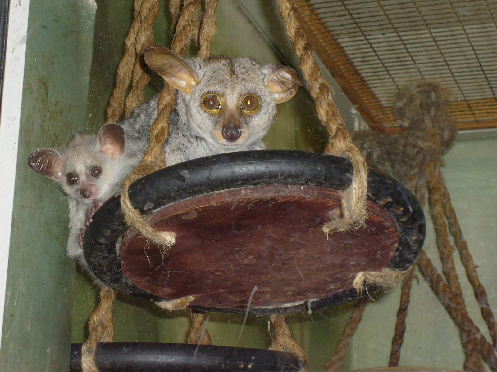 Brown greater galago/Otolemur crassicaudatus