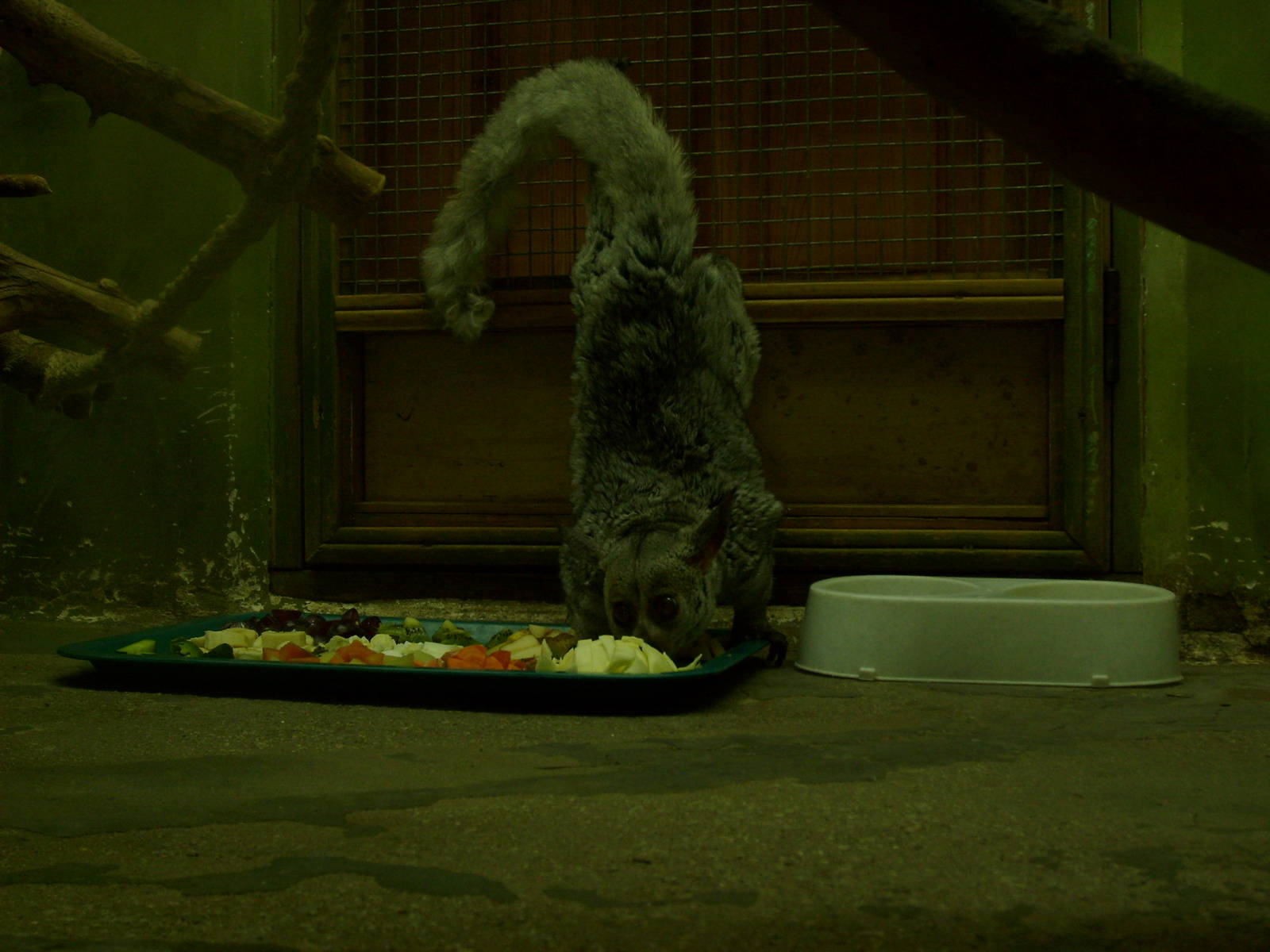 Brown greater galago/Otolemur crassicaudatus