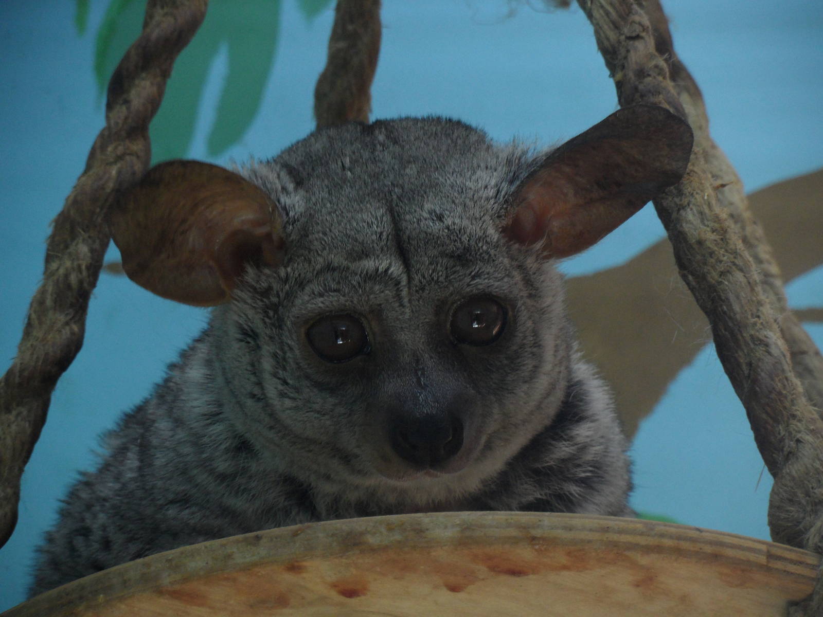 Brown greater galago/Otolemur crassicaudatus