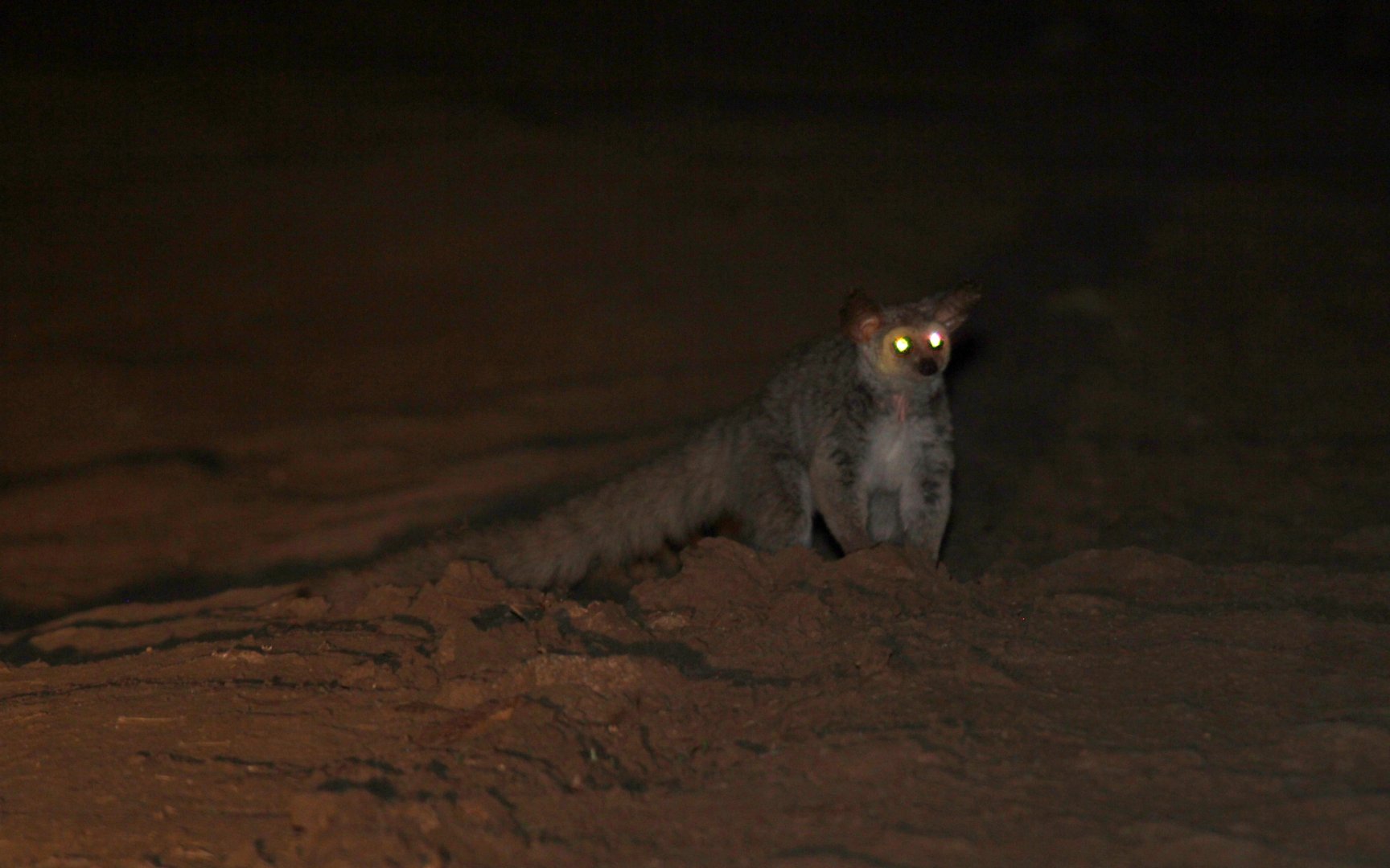 Brown Greater Galago (Otolemur crassicaudatus)