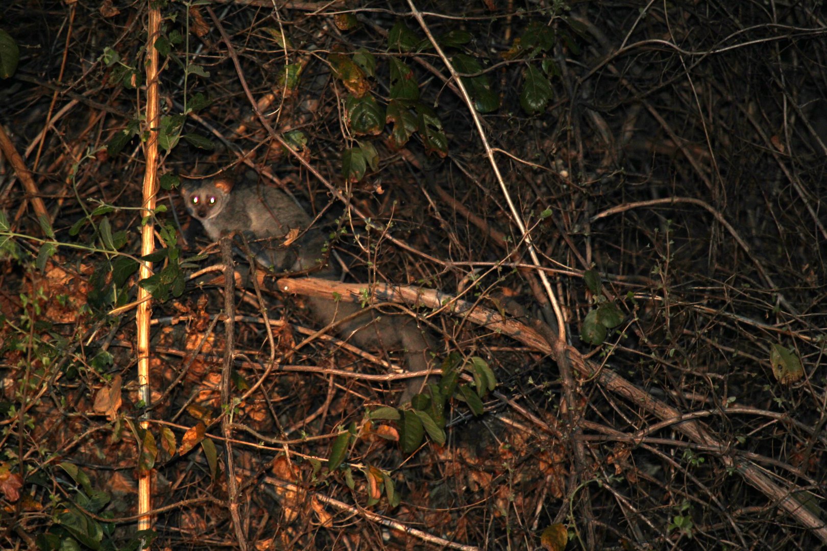 Brown Greater Galago (Otolemur crassicaudatus)