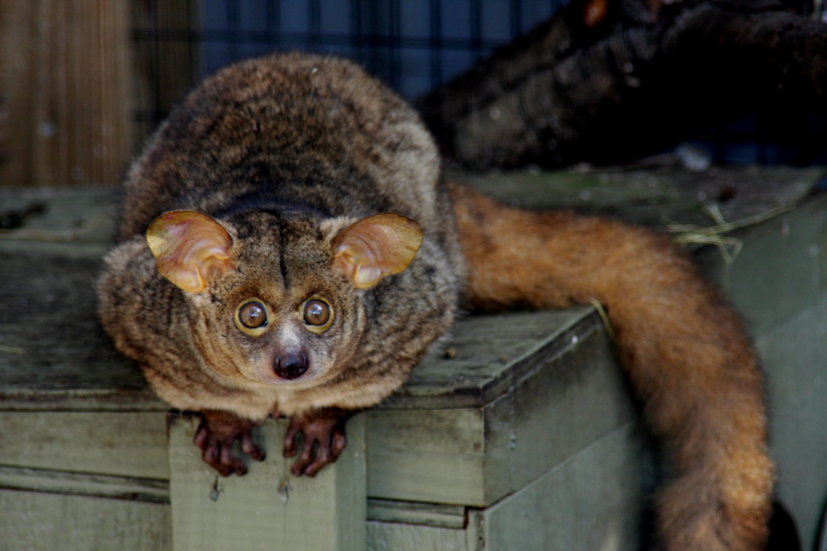 brown greater galago (Otolemur crassicaudatus)