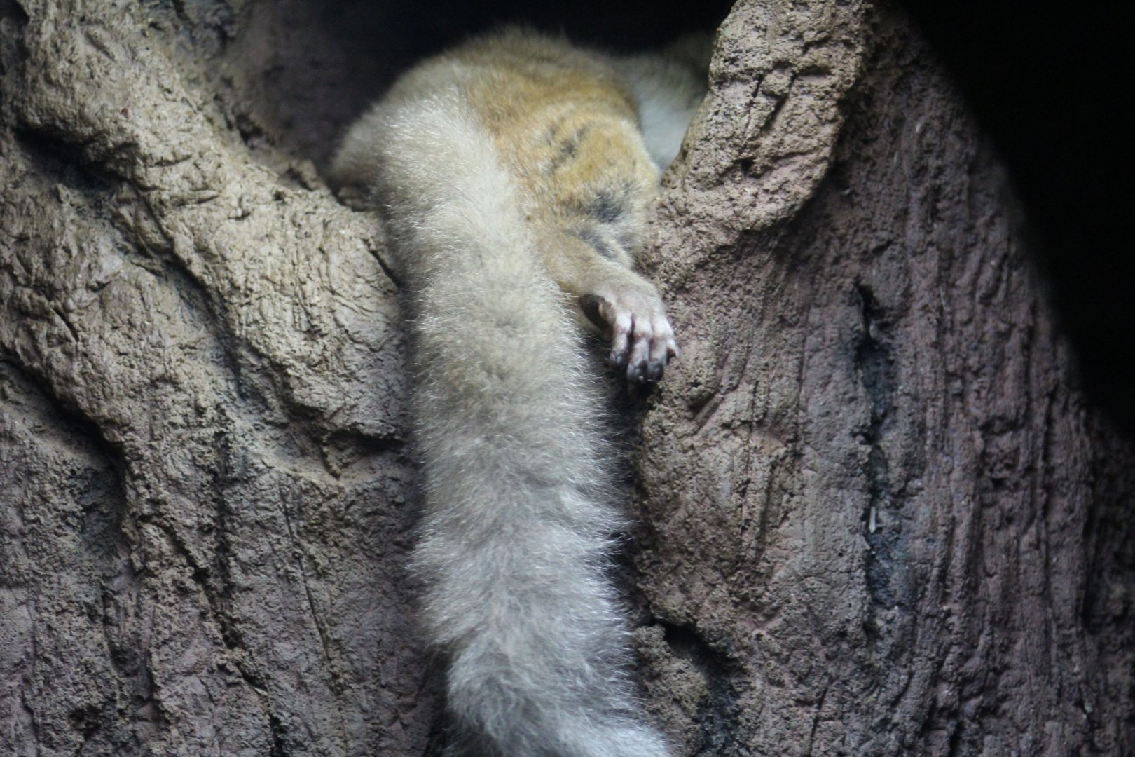 Brown Greater Galago
