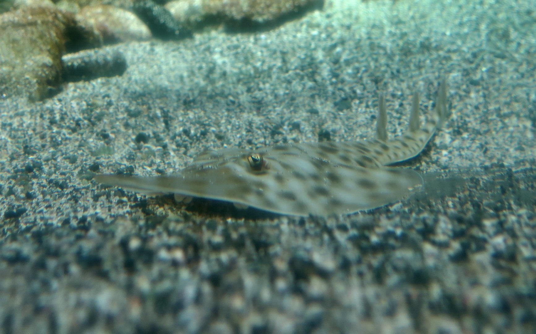 Brown Guitarfish (Rhinobatos schlegelii) young