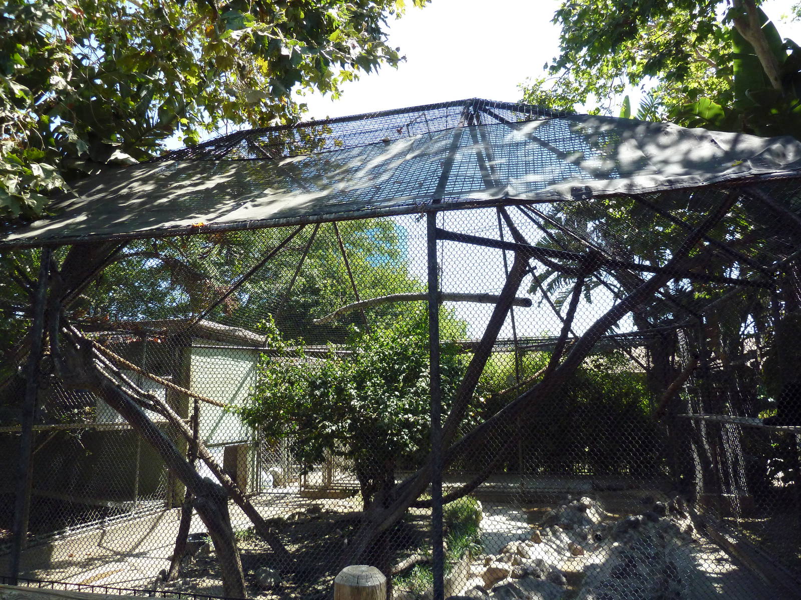 Brown-Handed Spider Monkey Exhibit