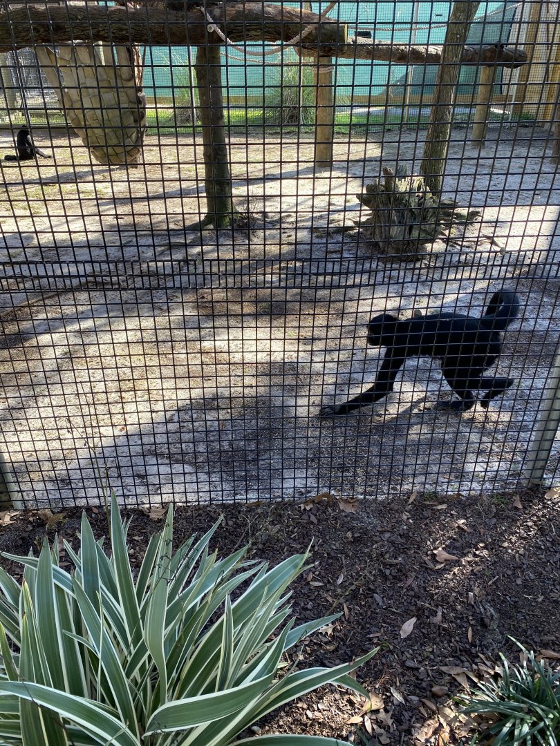 Brown handed spider monkey