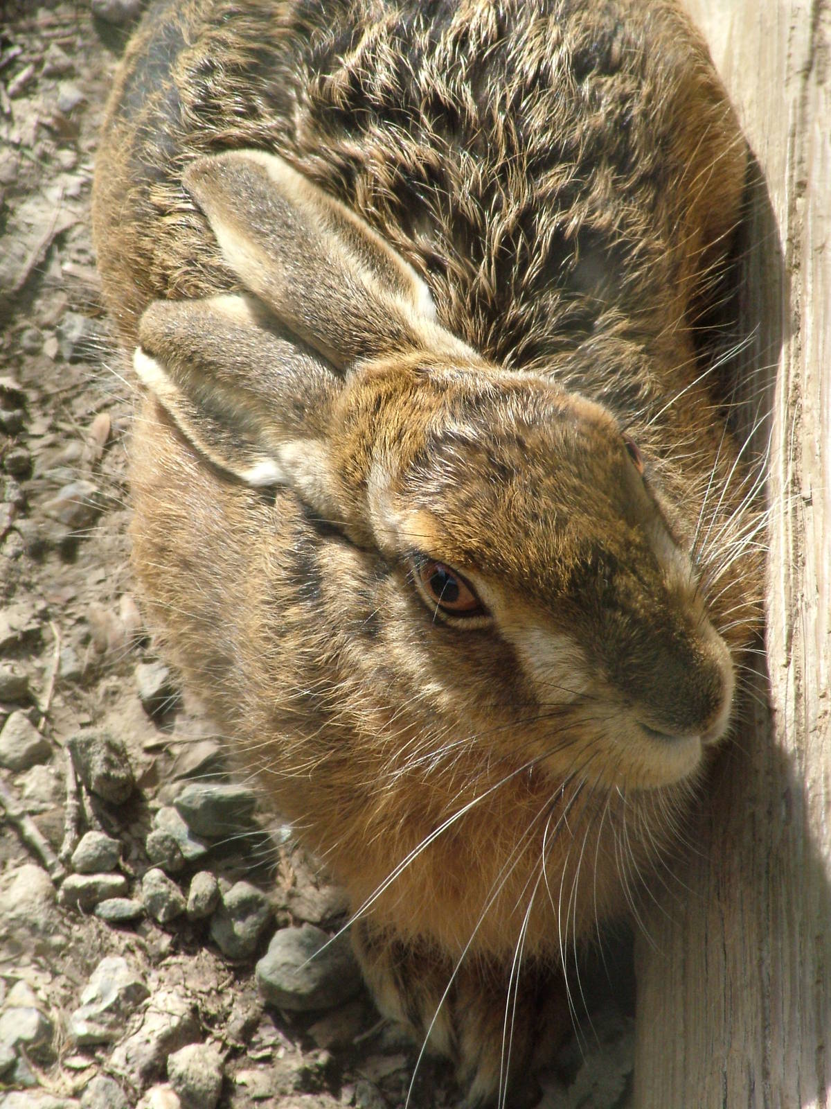 Brown Hare at the British Wildlife Centre 14/03/10