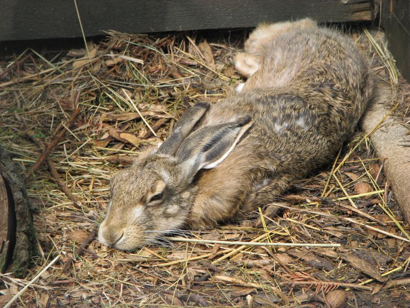 Brown hare (Lepus europaeus)