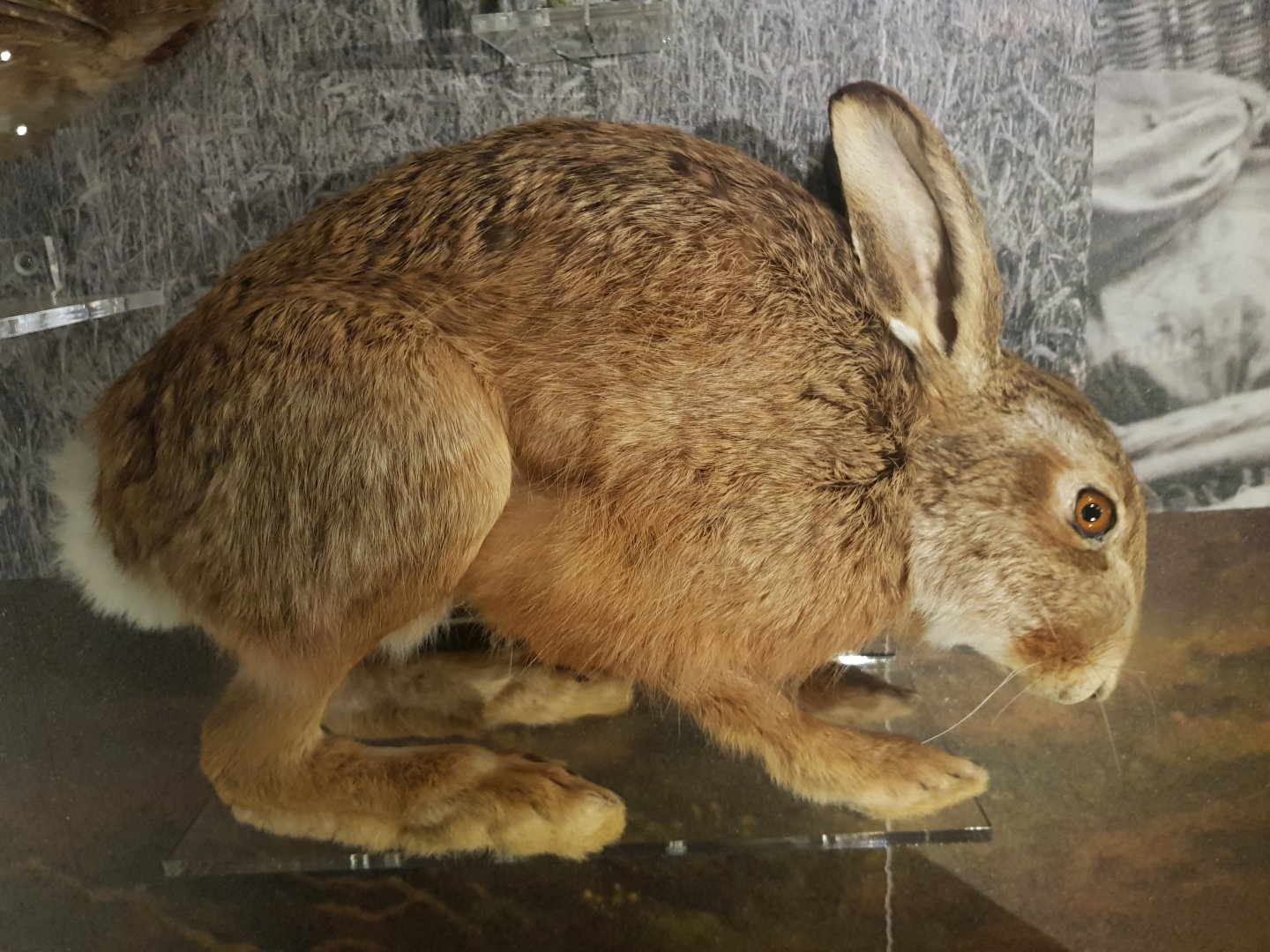 Brown Hare Taxidermy