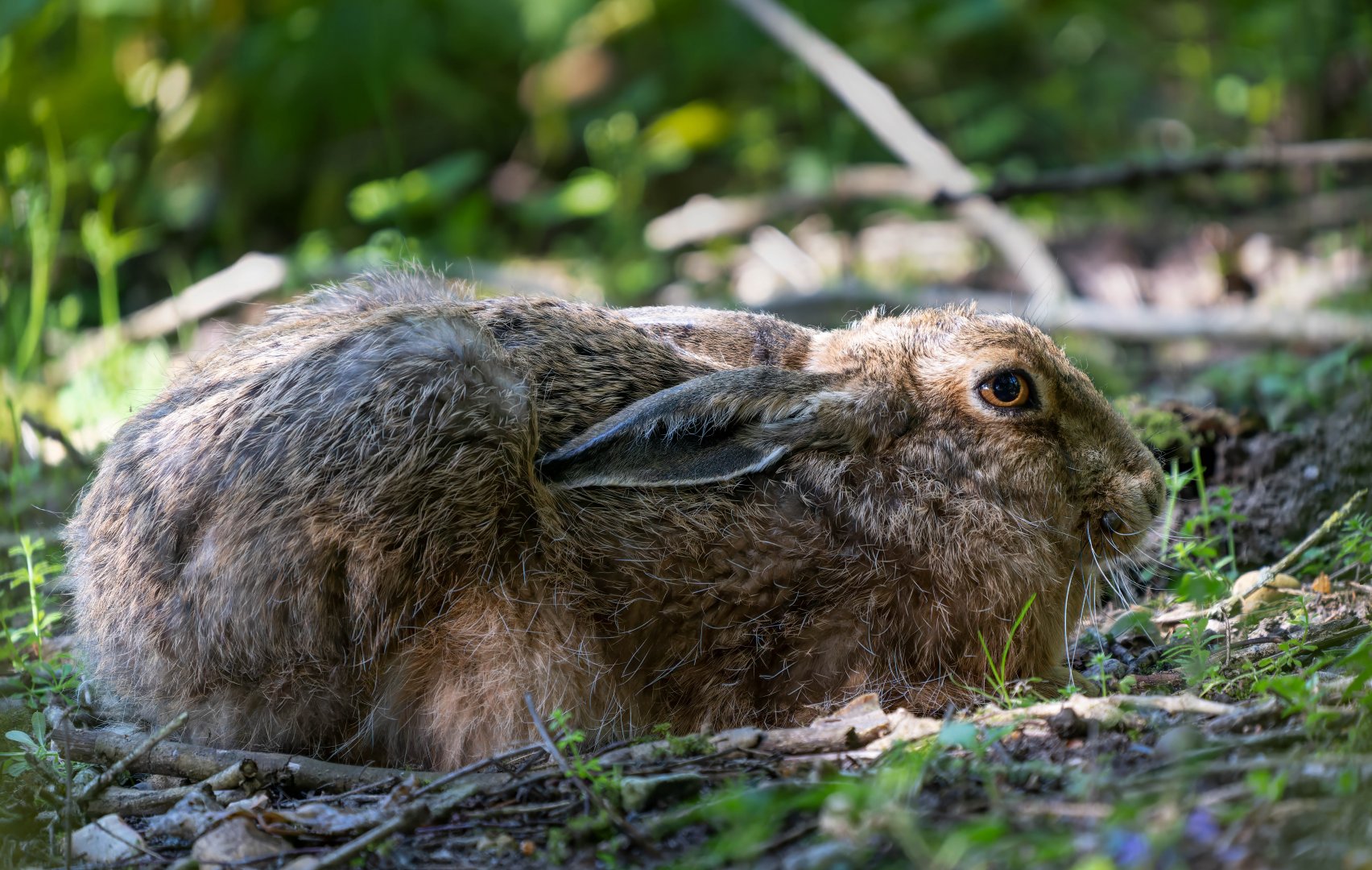Brown hare, wild, RSPB Strumpshaw fen, UK
