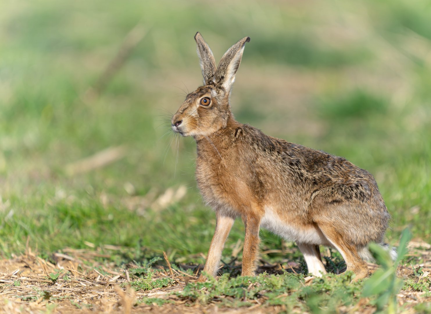 Brown hare (wild), UK