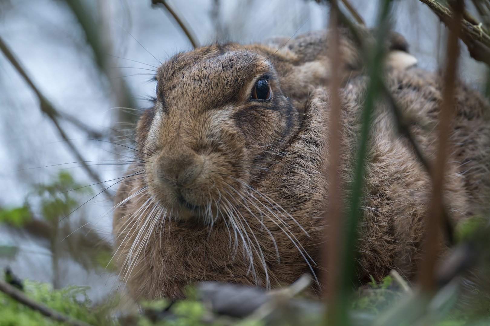 Brown Hare (wild) UK