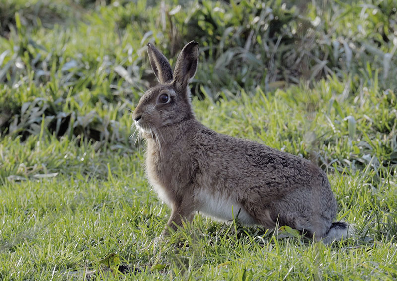Brown hare