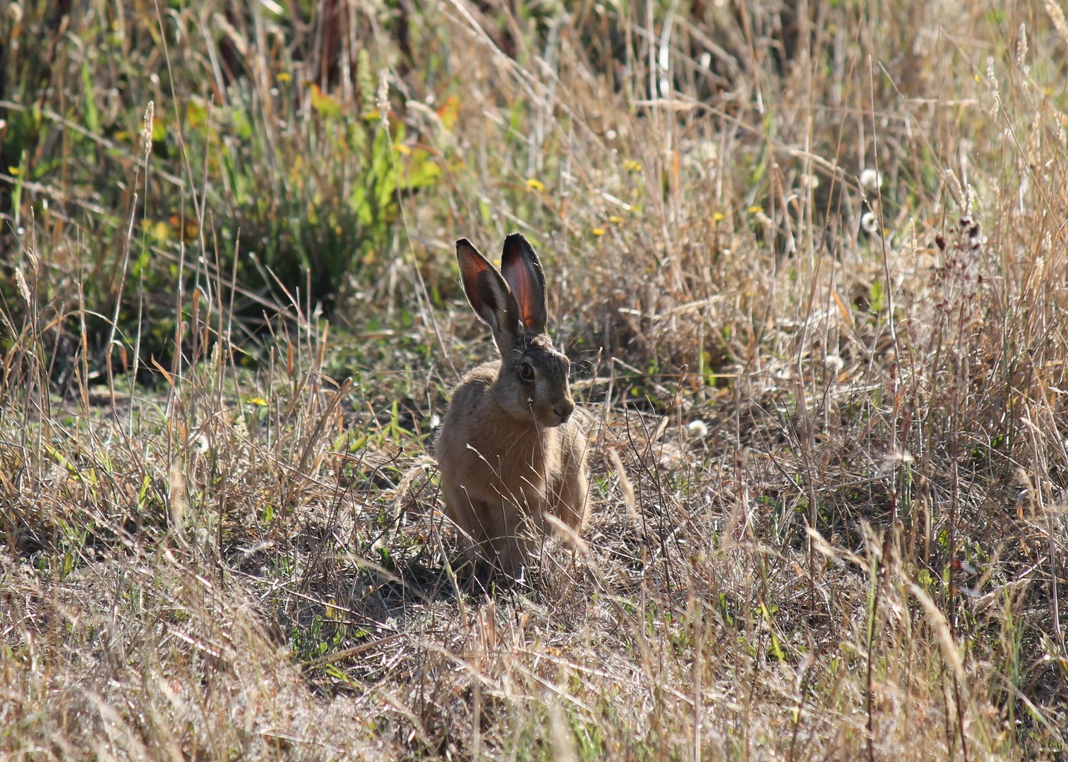 Brown Hare