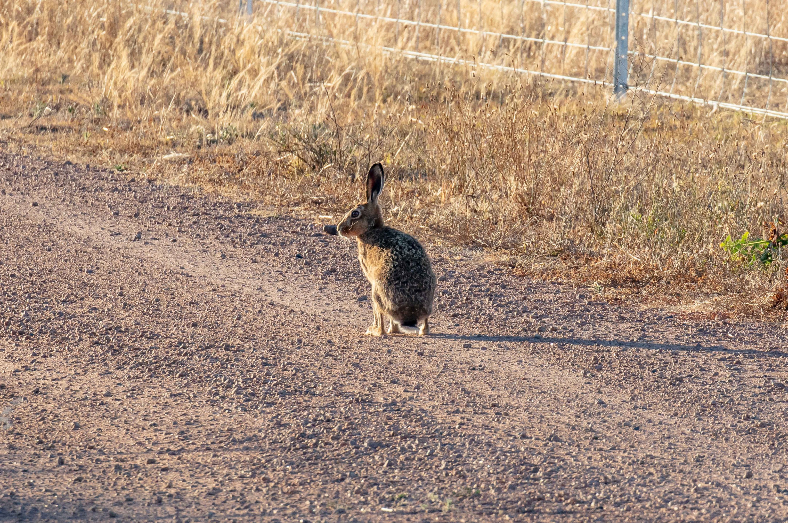Brown Hare