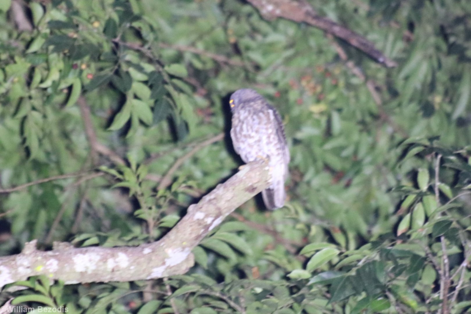 Brown Hawk-owl - Cat Tien