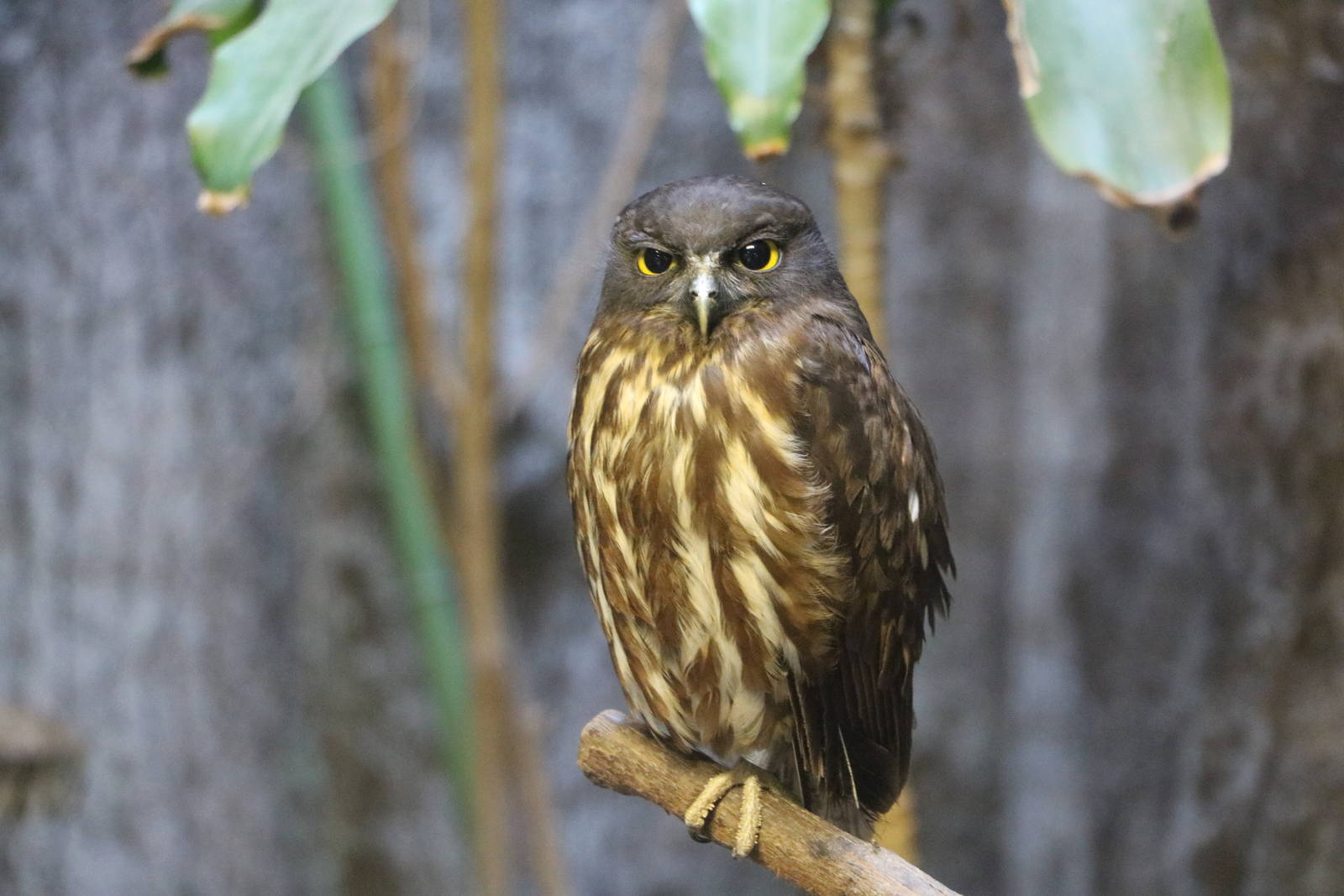 Brown hawk owl, February 2016