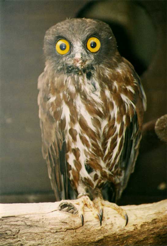 Brown Hawk Owl (Ninox scutulata), June 2001