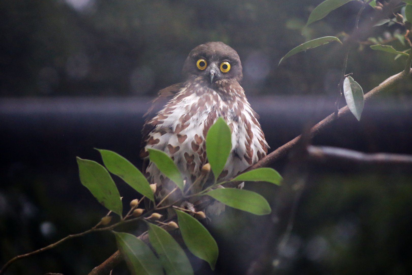 Brown Hawk-owl (Ninox scutulata)