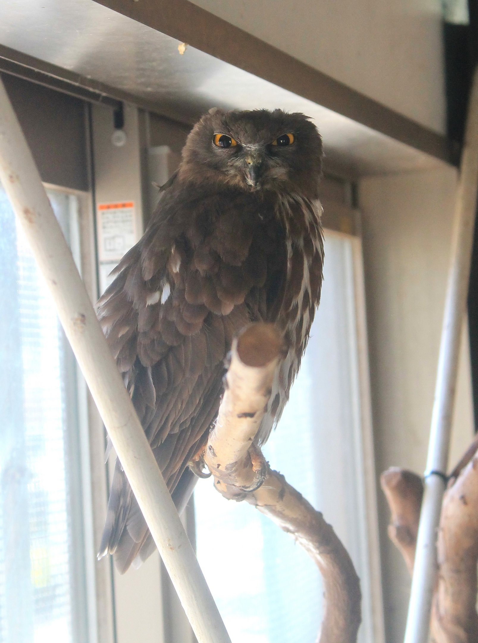 Brown Hawk Owl (Ninox scutulata)