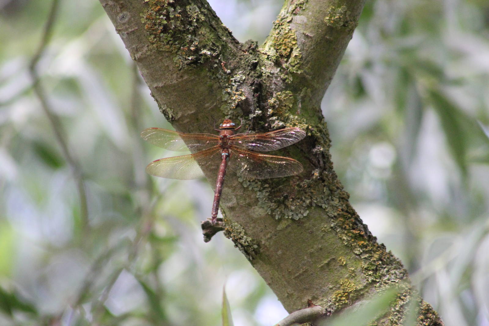 Brown hawker